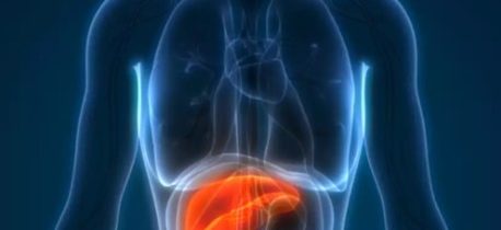 Liečba poškodení pečene včelím jedom