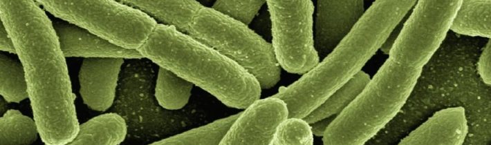 Liečba včelím jedom pri mikróboch